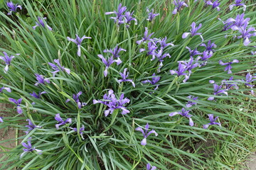 Top view of violet flowers of Iris sibirica in May