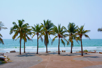 Fototapeta na wymiar Palm and coconut trees on the beach at Rayong Thailand