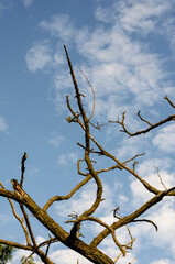 Dry branches of acacia against the blue sky.