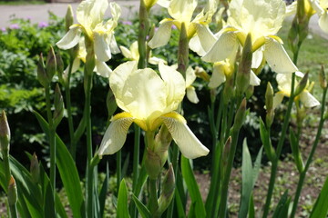 Several light yellow flowers of irises in mid May