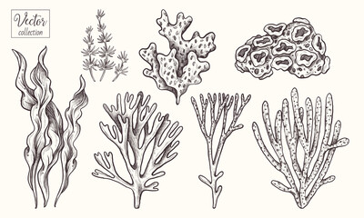 Corals and seaweed. Vector Hand Drawn. Sketch Botanical Illustration. Underwater flora, sea plants. Line art clipart