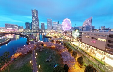 Fototapeta premium Night scenery of Minatomirai Bay Area in Yokohama City, with Landmark Tower amid high rise skyscrapers, a giant Ferris wheel in an Amusement Park & beautiful Sakura blossoms along a causeway promenade
