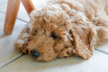 Shallow focus on the eyes of a beautiful pedigree miniature poodle puppy. Seen sulking under a kitchen table on the cool floor tiles.