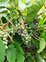 Spicy bunch of grapes. Background for presentations