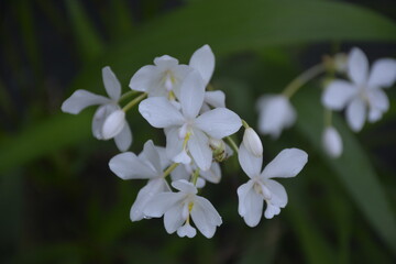 Orchids