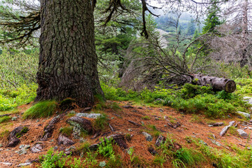 Life cycle in the woods.