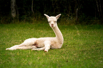 Naklejka na ściany i meble White alpaca baby sitting on the grass