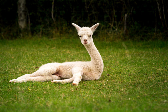 White alpaca baby sitting on the grass