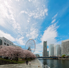 Obraz premium Spring scenery of Yokohama Minatomirai area, with view of high rise skyscrapers in background, a giant Ferris wheel in Cosmo World Amusement Park & beautiful sakura blossoms along a seaside promenade