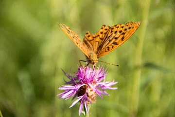 butterfly on flower