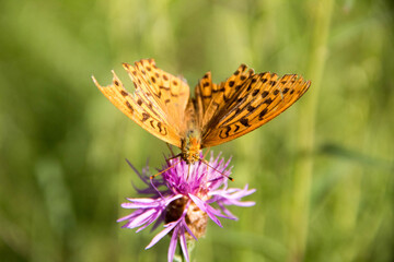 butterfly on flower