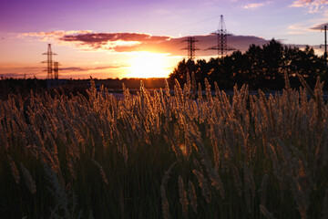 grass at the field on the Sunset
