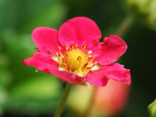 Rot Pinke Blüte einer Erdbeer Pflanze