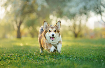dog in the park runs, plays. Welsh corgi pembroke in nature, on the grass. Active pet outdoors