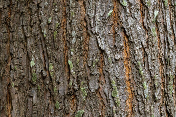 Closeup giant tree bark textures for background.