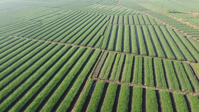 aerial footage of onion fields in Bantul Yogyakarta. looks very beautiful