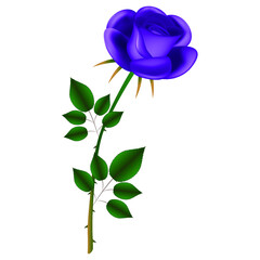 Purple rose with green leaves on a white background.