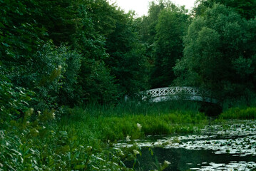 spring in the forest