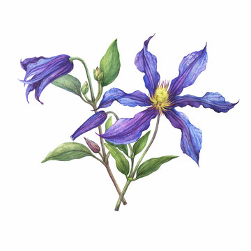 Bouquet with violet flower of garden plant a clematis Sizaia Ptitsa (Clematis integrifolia). Watercolor hand drawn painting illustration isolated on white background.