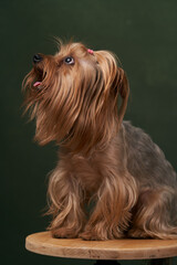 Yorkshire Terrier portrait, close-up. Cute Yorkshire Terrier puppy posing