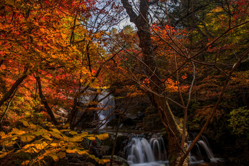 Beautiful autumn waterfall,red and yellow colorful tree leaves with stream of mountain.

C