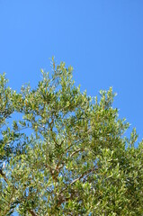 Olive tree in Provence against blue sky, a sunny day in summer