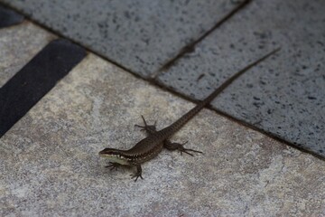 Holidays in Belek, Turkey. Summer 2020