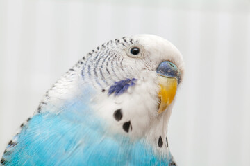 Macro photo of curious blue and white budgerigar posing and looking at camera in the cage.