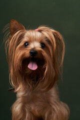 Yorkshire Terrier portrait, close-up. Cute Yorkshire Terrier puppy posing