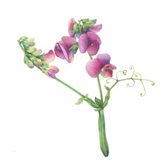 Closeup of a branch of the sweet perennial pea flowers (known as Lathyrus odoratus, Lathyrus latifolius, everlasting pea). Watercolor hand drawn painting illustration isolated on white background.