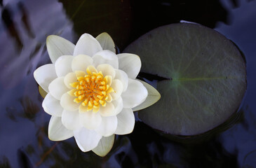 water lily in the pond