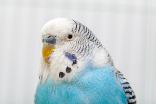 Macro photo of curious blue and white budgerigar posing and looking at camera in the cage.