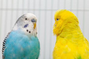 Fototapeta premium Closeup of blue and white budgerigar looking at albino yellow budgie in the cage. Closeup of two budgies. Birds face to face in cage.