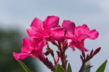 Nerium oleander flowers on tree.