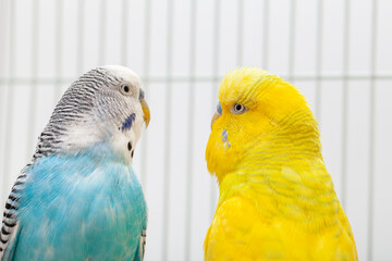 Fototapeta premium Closeup of blue and white budgerigar looking at albino yellow budgie in the cage. Closeup of two budgies. Birds face to face in cage.