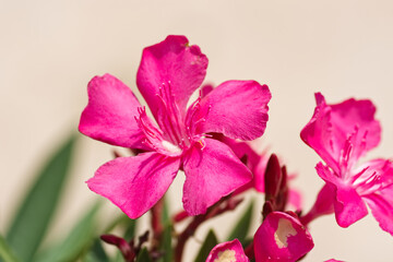 Nerium oleander flowers on tree.
