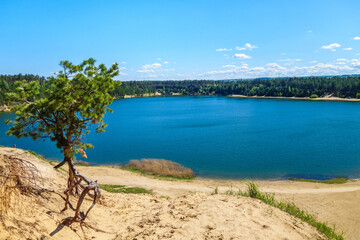 Small pine tree is growing near edge of sand cliff. Background contains almost round & dark blue lake with forest on its coasline..Shot at Izumrudnoye (Esmerald) Lake, Kazan, Russia