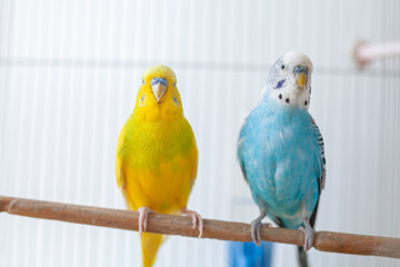 Blue and white budgerigar sitting on branch with albino yellow budgie in the cage. Closeup of two budgies looking at camera.