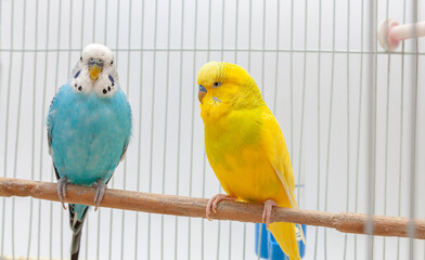 Closeup of two budgerigar looking left in the cage. Colorful budgies standing together.