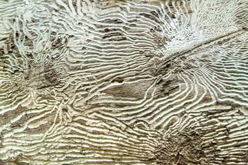 Texture of a tree trunk eaten by insects (or their larvae)