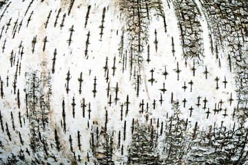 Macro view onto white surface of birch bark with its typical black lines, dots, crosses and other details