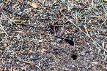 Wildlife, anthill with walks in the afternoon.