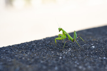 餌を探すカマキリの子供