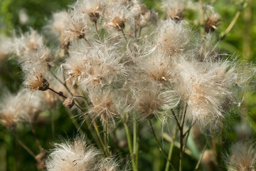 thistle flower head with fluffy seeds closeup selective focus