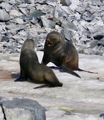 Angry fur seal fighting in snow, Antarctica