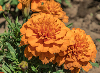 French marigold