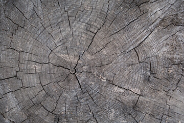 Fototapeta premium Close up view onto stump of pine tree, its surface with heartwood, growth rings, wood texture. Old cracks are crossing surface of stump from center to edges, suddenly appearing & disappearing