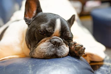 Rolgordijnen Franse bulldog ソファで睡魔と戦うフレンチブルドッグ