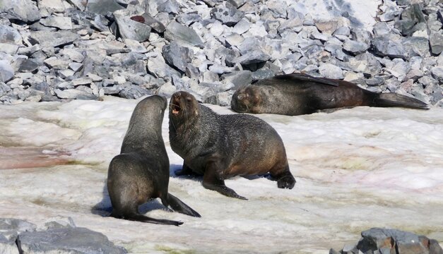 Angry Fur Seal Fighting In Snow, Antarctica