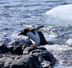 Obraz premium Adventurous joyful penguin jumping over water with ice floe, landing, Antarctica